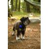 Coghlan’s Magnetic Bear Bell with Silencer – Hiking Safety Gear for Wildlife Alert(Blue)