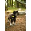 Coghlan’s Magnetic Bear Bell with Silencer – Hiking Safety Gear for Wildlife Alert(Yellow)